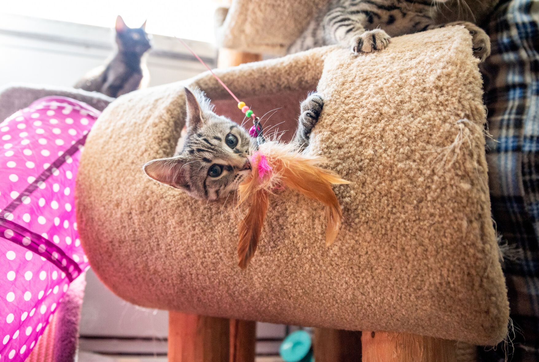 SVanimalshelter-TM-5 feather.jpg